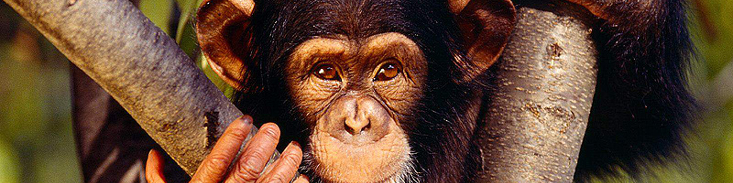4 Days Chimpanzee Gorilla Tour Dama Safaris