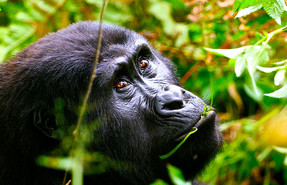 Mount Elgon Mount Elgon