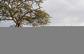 Kusini Camp Kusini Camp