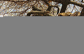Wild Africa Lodge Wild Africa Lodge