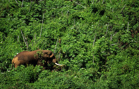 Aberdare National Park