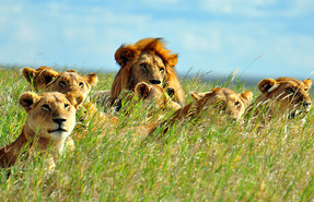 Serengeti Serengeti