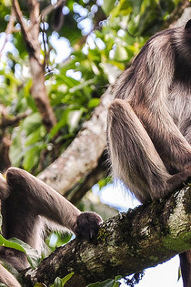 Kibale Forest National Park