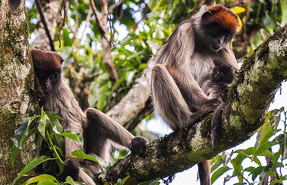 Kibale Forest National Park Kibale Forest National Park