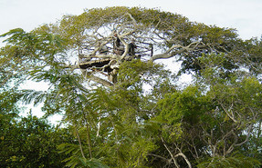 Arabuko Sokoke National Park Arabuko Sokoke National Park