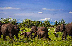 Tarangire National Park