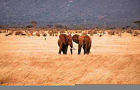 Man Eaters Tented Camp Man Eaters Tented Camp