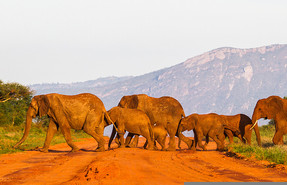 Tsavo West National Park