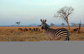 Mikumi National Park Mikumi National Park