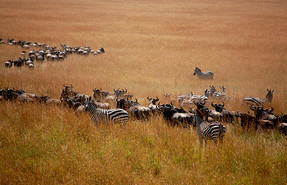 Maasai Mara Game Reserve